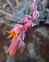  צילום: Echeveria runyonii, GFDL, License migration redundant