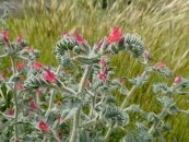  צילום: By Krzysztof Ziarnek, Kenraiz (Own work) [CC BY-SA 4.0 (https://creativecommons.org/licenses/by-sa/4.0)], via Wikimedia Commons