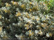  צילום: www.ColorfulNature.com