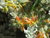  צילום: www.ColorfulNature.com