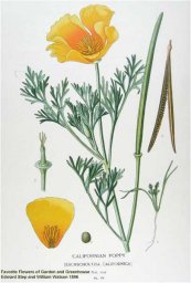  צילום: By Edward Step & William Watson (Favorite Flowers of Garden and Greenhouse) [Public domain], via Wikimedia Commons