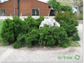  צילום: שתילי הר