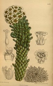  צילום: CC-PD-Mark, Curtis's Botanical Magazine, Volume 142, Euphorbia caput-medusae