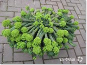  צילום: שתילי הר