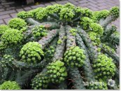  צילום: שתילי הר