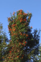  צילום: GFDL, Interior de São Paulo, License migration redundant