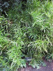  צילום: Homalocladium platycladum, Images from Gardenology.org, Items with OTRS permission confirmed