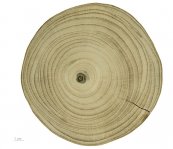  צילום: Collection of botany of the Muséum de Toulouse - Wood, Cross sections of trees, Ginkgo biloba