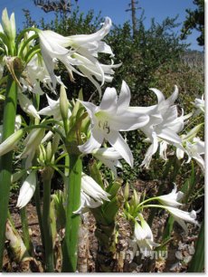 קרינון, זני מכלוא