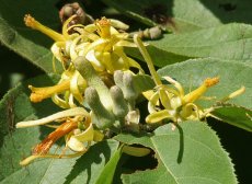 גרויה צהובה