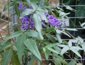  צילום: CC-BY-SA-3.0,2.5,2.0,1.0, GFDL, Hardenbergia comptoniana