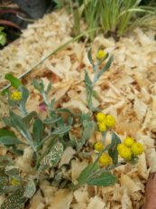  צילום: שלי כהן