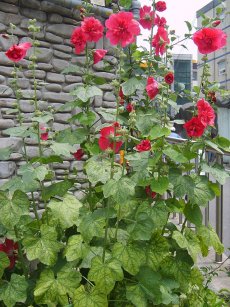 היביסקוס חליף