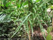  צילום: www.ColorfulNature.com