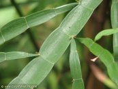  צילום: www.ColorfulNature.com