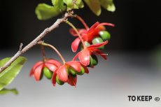 אוכנה משורית