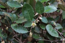 יצהרון מנוקד (עץ השמן)