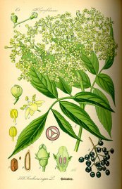  צילום: CC-PD-Mark, PD Old, Sambucus nigra - botanical illustrations