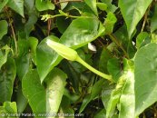  צילום: www.ColorfulNature.com