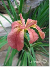  צילום: שתילי הר