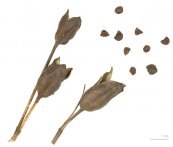  צילום: Collection of botany of the Muséum de Toulouse, Iris sibirica, Media supported by Wikimedia France