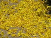  צילום: www.ColorfulNature.com