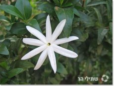 יסמין מחולק