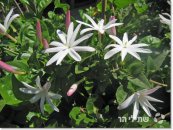  צילום: שתילי הר