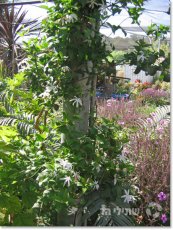  צילום: שתילי הר