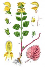  צילום: CC-PD-Mark, Deutschlands Flora in Abbildungen (asterids), Lamiastrum galeobdolon