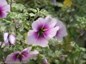  צילום: www.ColorfulNature.com