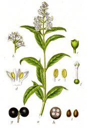  צילום: CC-PD-Mark, Deutschlands Flora in Abbildungen (asterids), Ligustrum vulgare