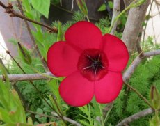 פשתה גדולת פרחים