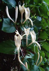  צילום: Flora of Japan, Lonicera japonica, Self-published work