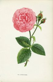  צילום: By Hippolyte Jamain (Les Roses) [Public domain], via Wikimedia Commons