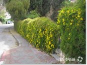  צילום: שתילי הר