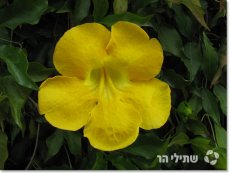 יפאורת ציפורן החתול