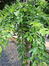  צילום: http://commons.wikimedia.org/wiki/File:Malpighia_glabra_(2).jpg