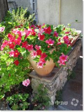  צילום: שתילי הר