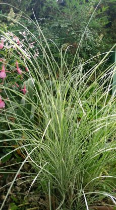 מיסקנתוס סיני 'מורנינג לייט'