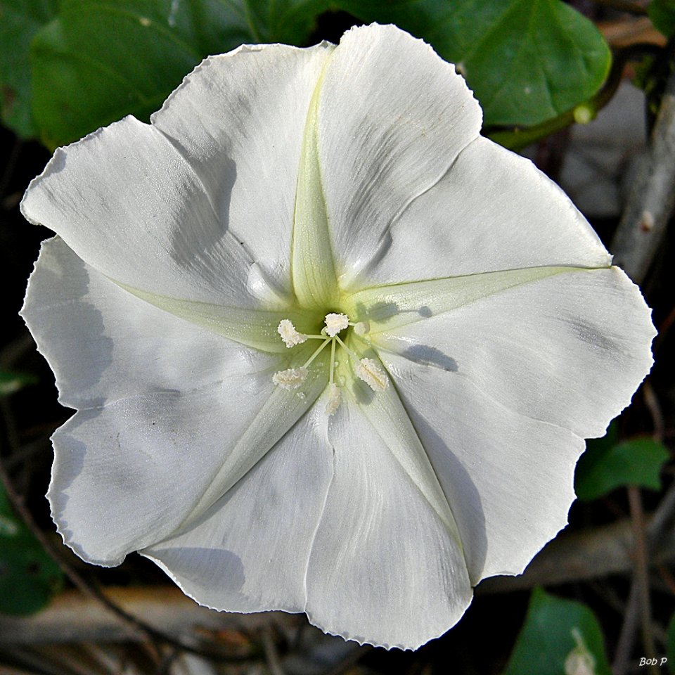 לפופית לבנה Ipomoea alba, סירטון