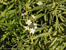 מיאופורון מחודד