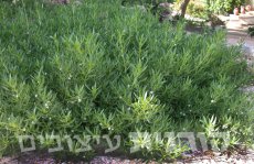 מיאופורון קטן עלים 'רחב'