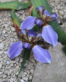 נאומריקה תכולה