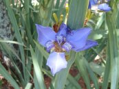  צילום: http://commons.wikimedia.org/wiki/File:Neomarica_caerulea.jpg