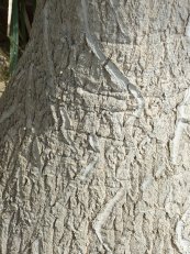  צילום: By Magnus Manske (Own work.) [GFDL (http://www.gnu.org/copyleft/fdl.html) or CC-BY-SA-2.5-2.0-1.0 (http://creativecommons.org/licenses/by-sa/2.5-2.0-1.0)], via Wikimedia Commons