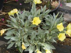 נר לילה גדול פרי (מכונף) תת מין מאפיר