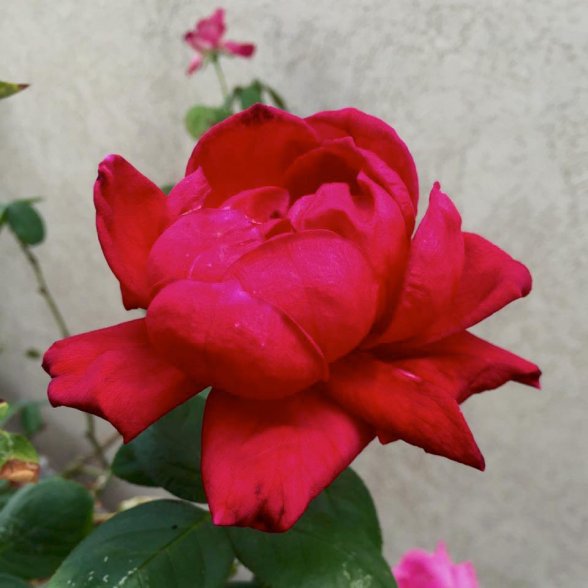 ורד אוקלהומה