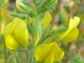  צילום: By javier martin (own work release) [Public domain or Public domain], via Wikimedia Commons