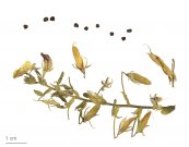  צילום: By Roger Culos (Own work) [CC BY-SA 3.0 (http://creativecommons.org/licenses/by-sa/3.0)], via Wikimedia Commons